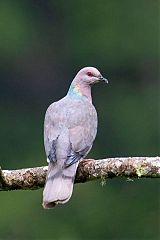 Ring-tailed Pigeon